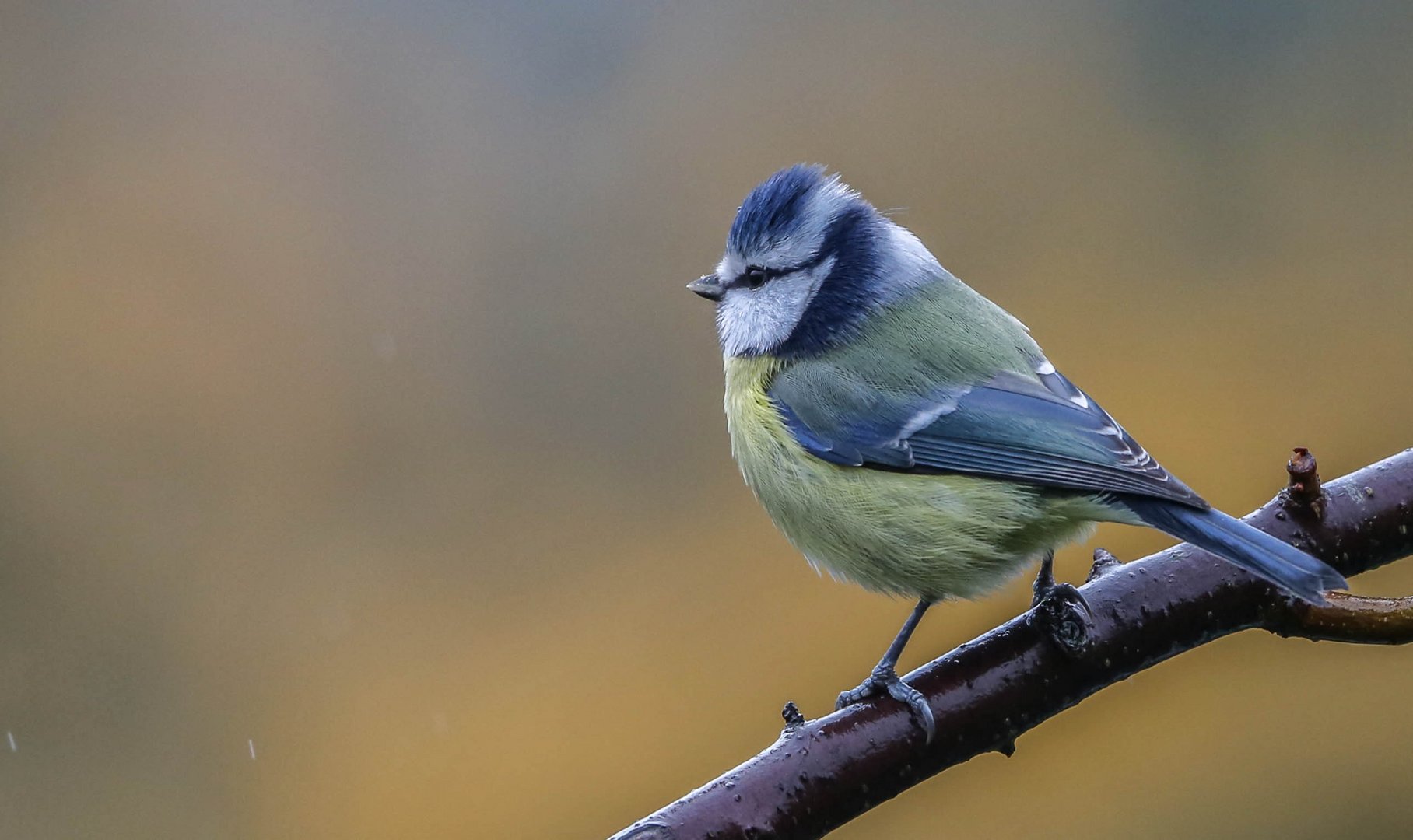 Blaumeise im Regen