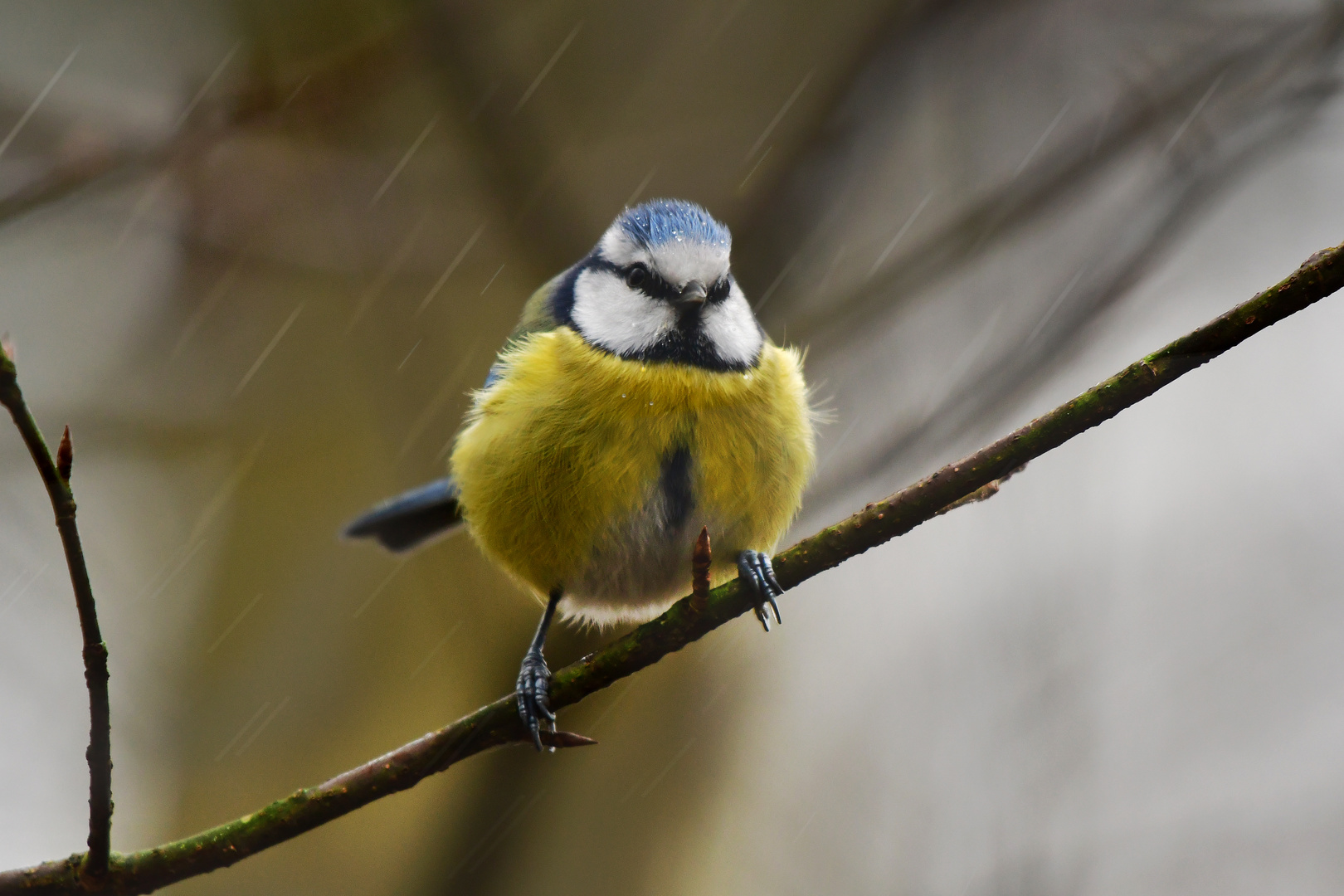 Blaumeise im Regen