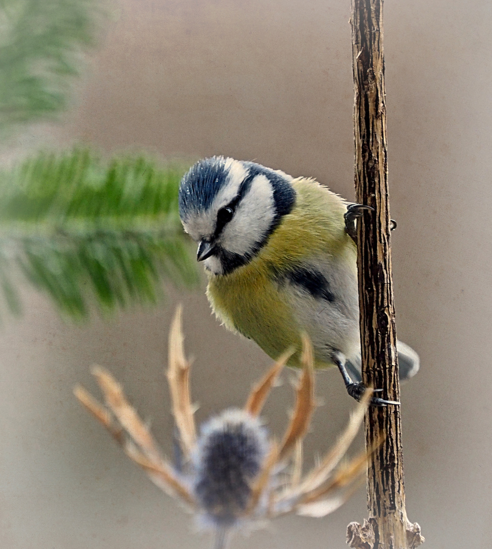 Blaumeise im Regen...