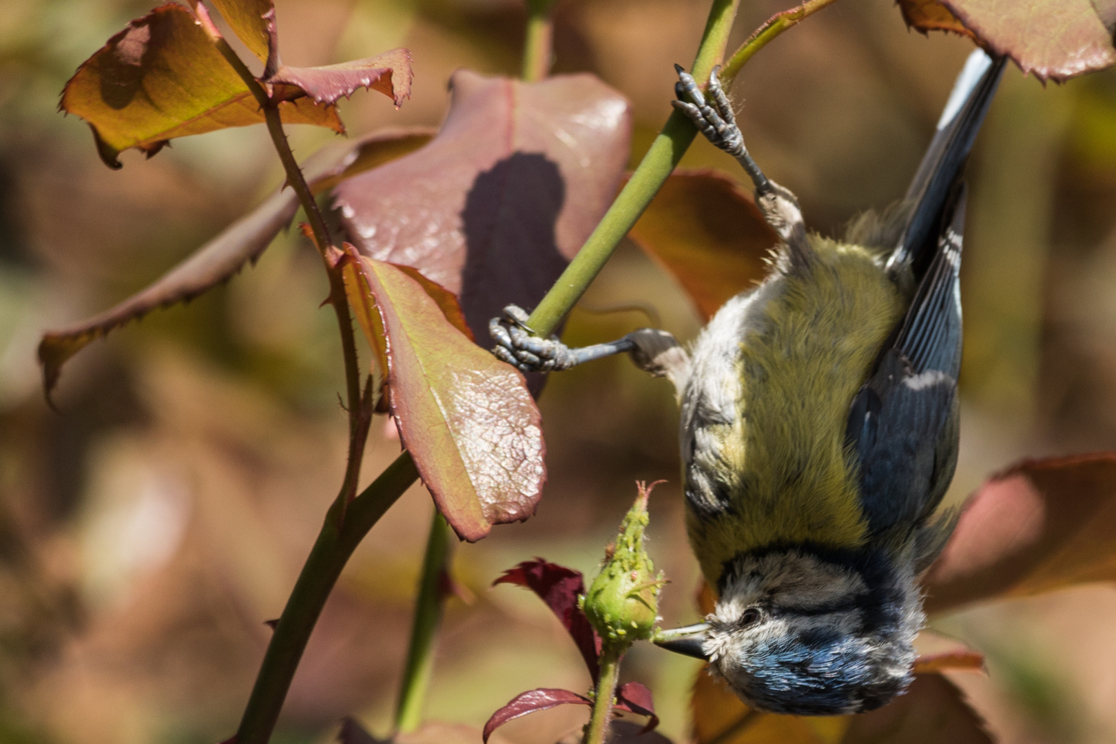 Blaumeise im Rosengarten