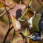 Blaumeise im Rosengarten