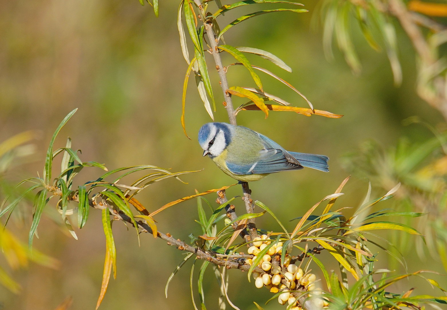 Blaumeise im Sanddornstrauch