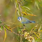 Blaumeise im Sanddornstrauch