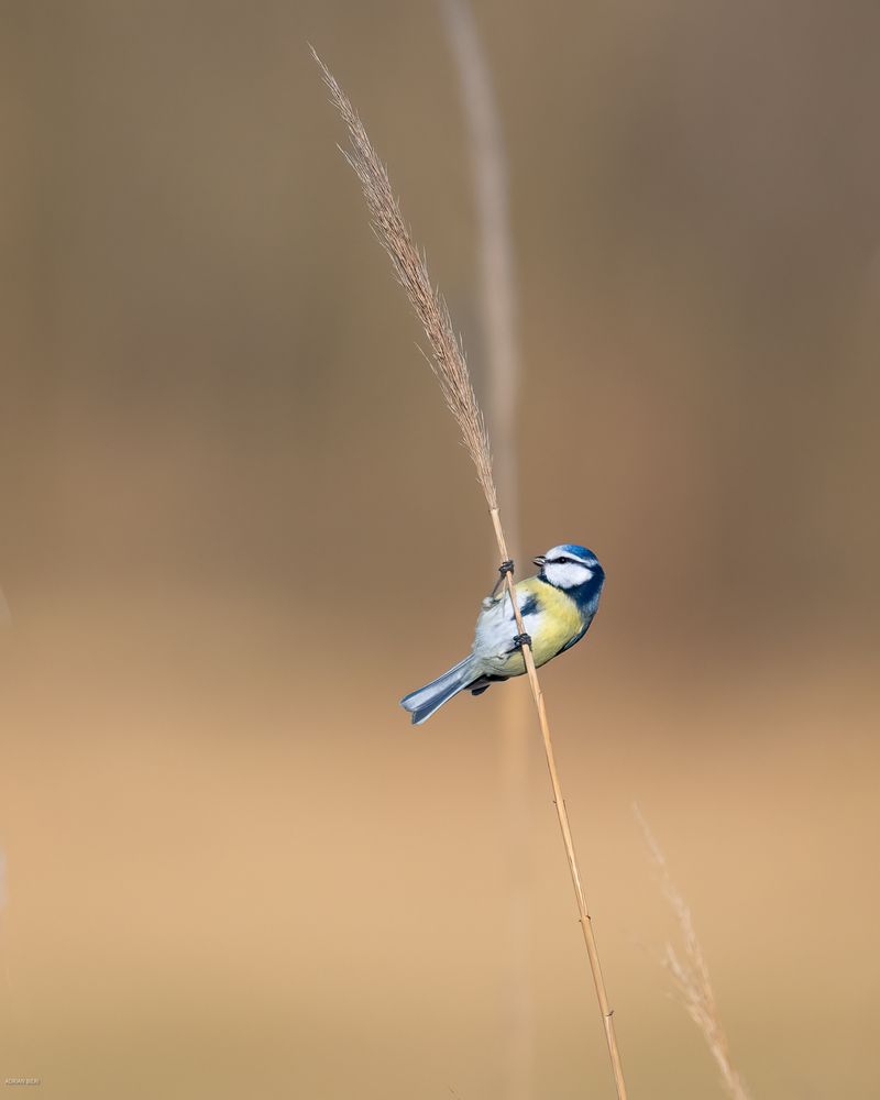 Blaumeise im Schilf