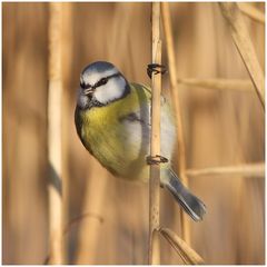 Blaumeise im Schilf