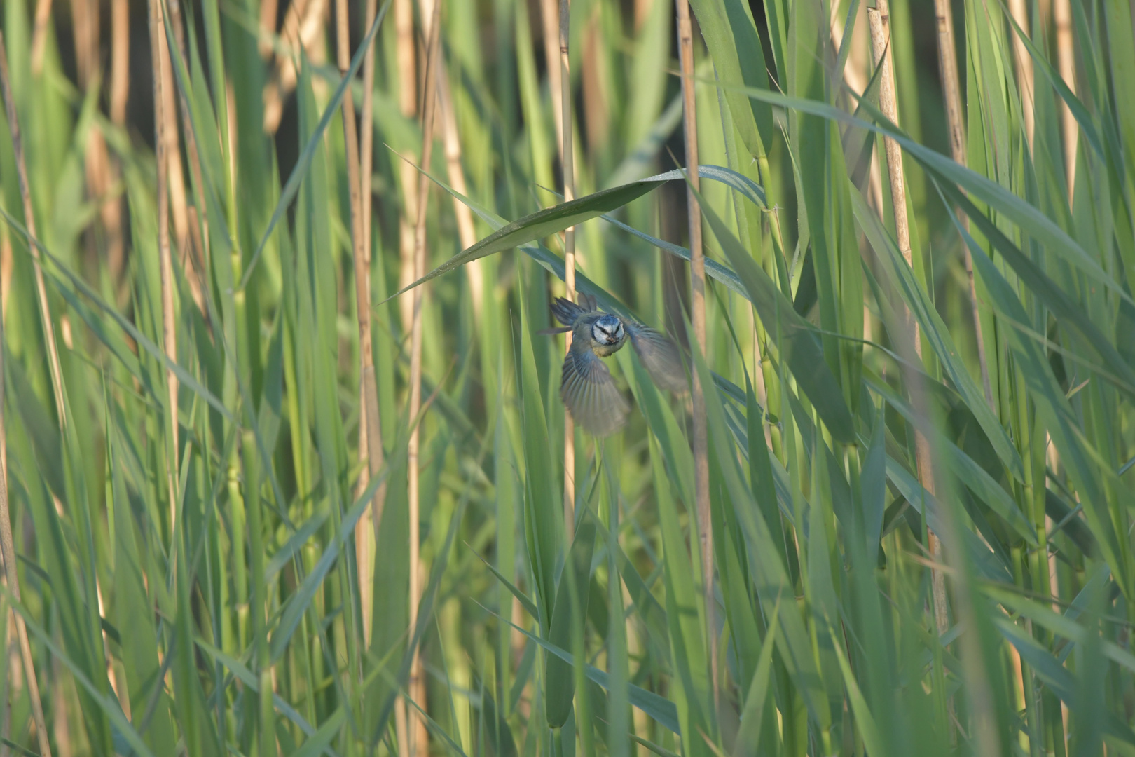 Blaumeise im Schilf