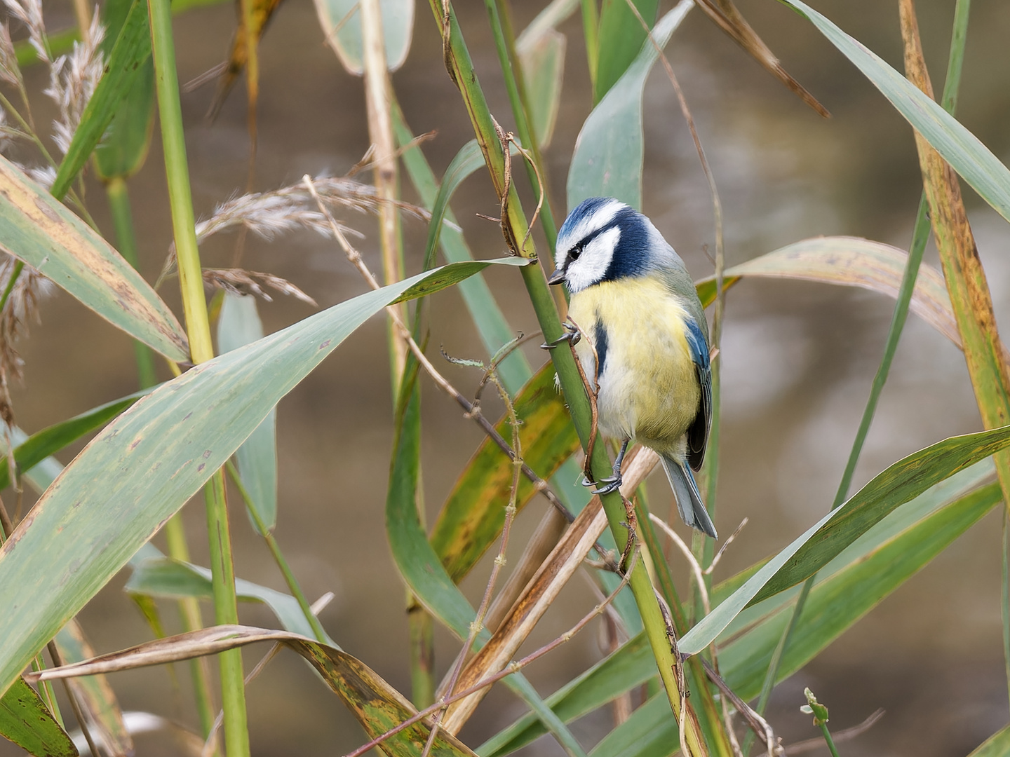 Blaumeise im Schilf 