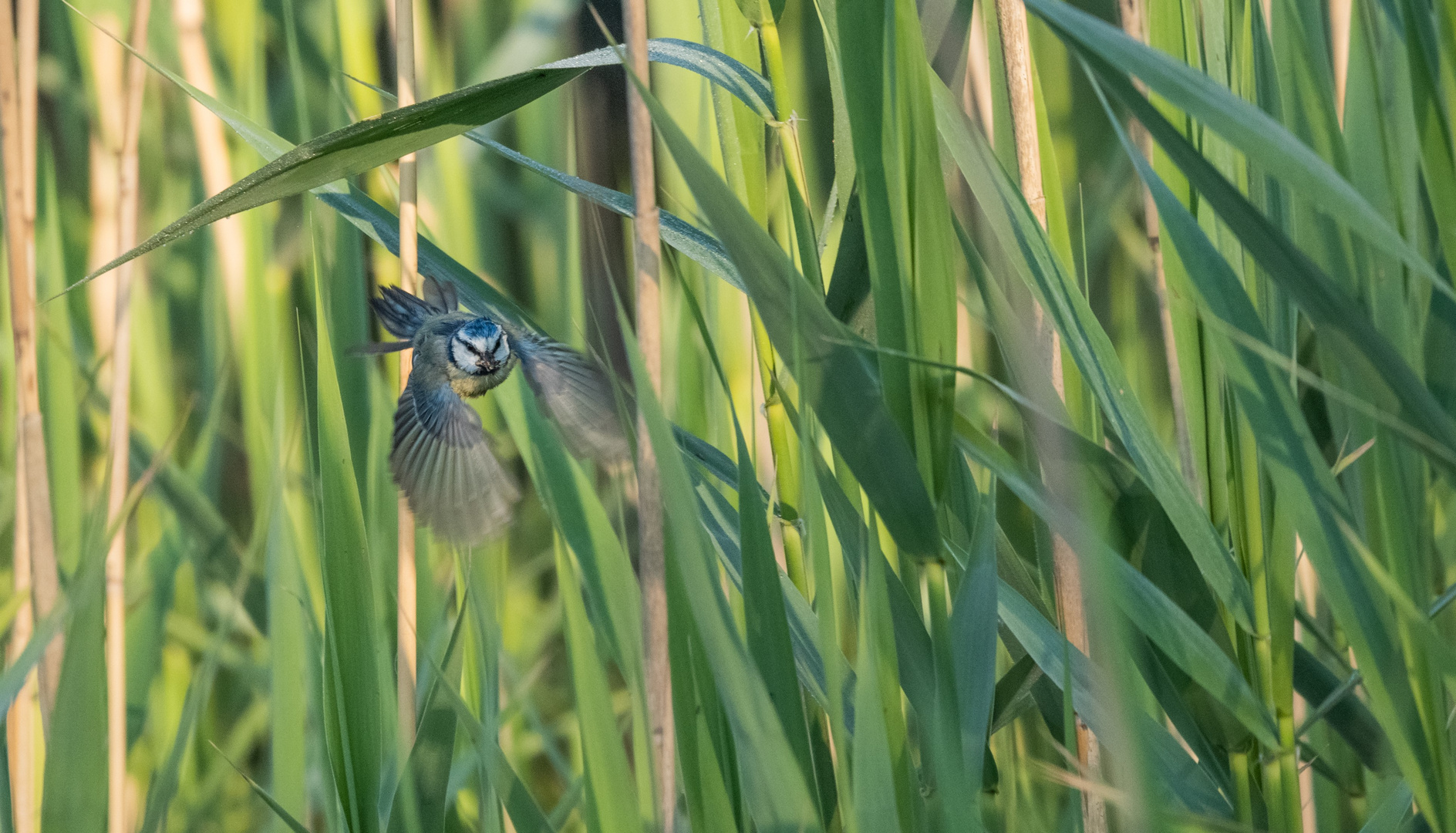 Blaumeise im Schilf am Hallwilersee