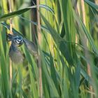 Blaumeise im Schilf am Hallwilersee