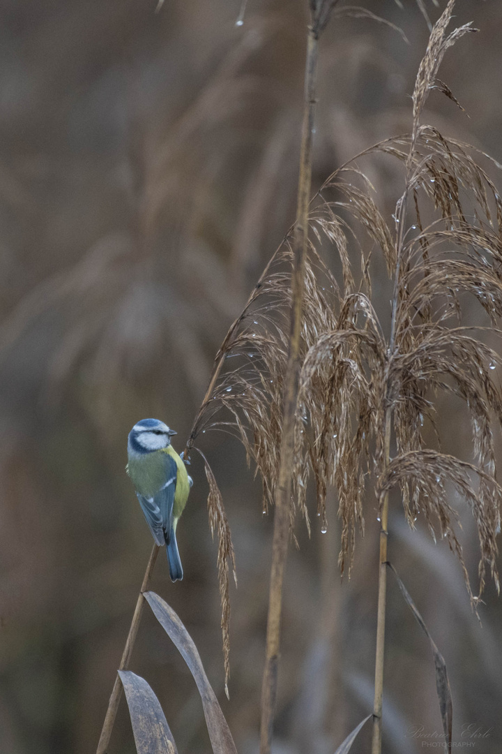 Blaumeise im Schilf