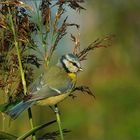 Blaumeise im Schilf