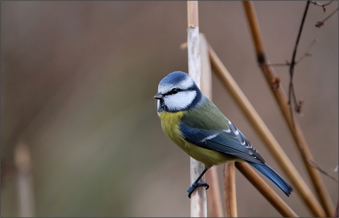 Blaumeise im Schilf