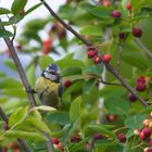 Blaumeise im Schlarafenland