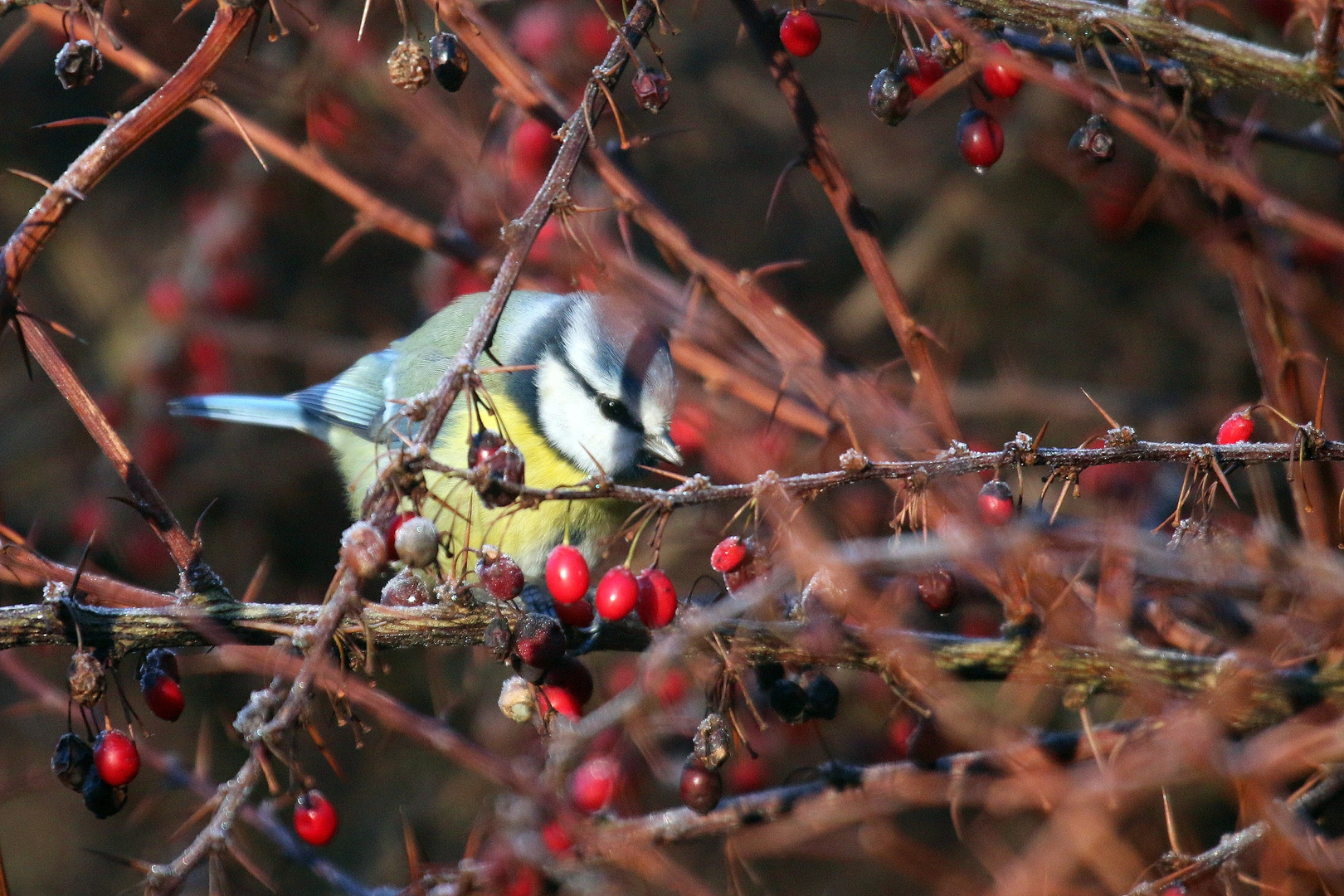 Blaumeise im Schlaraffenland