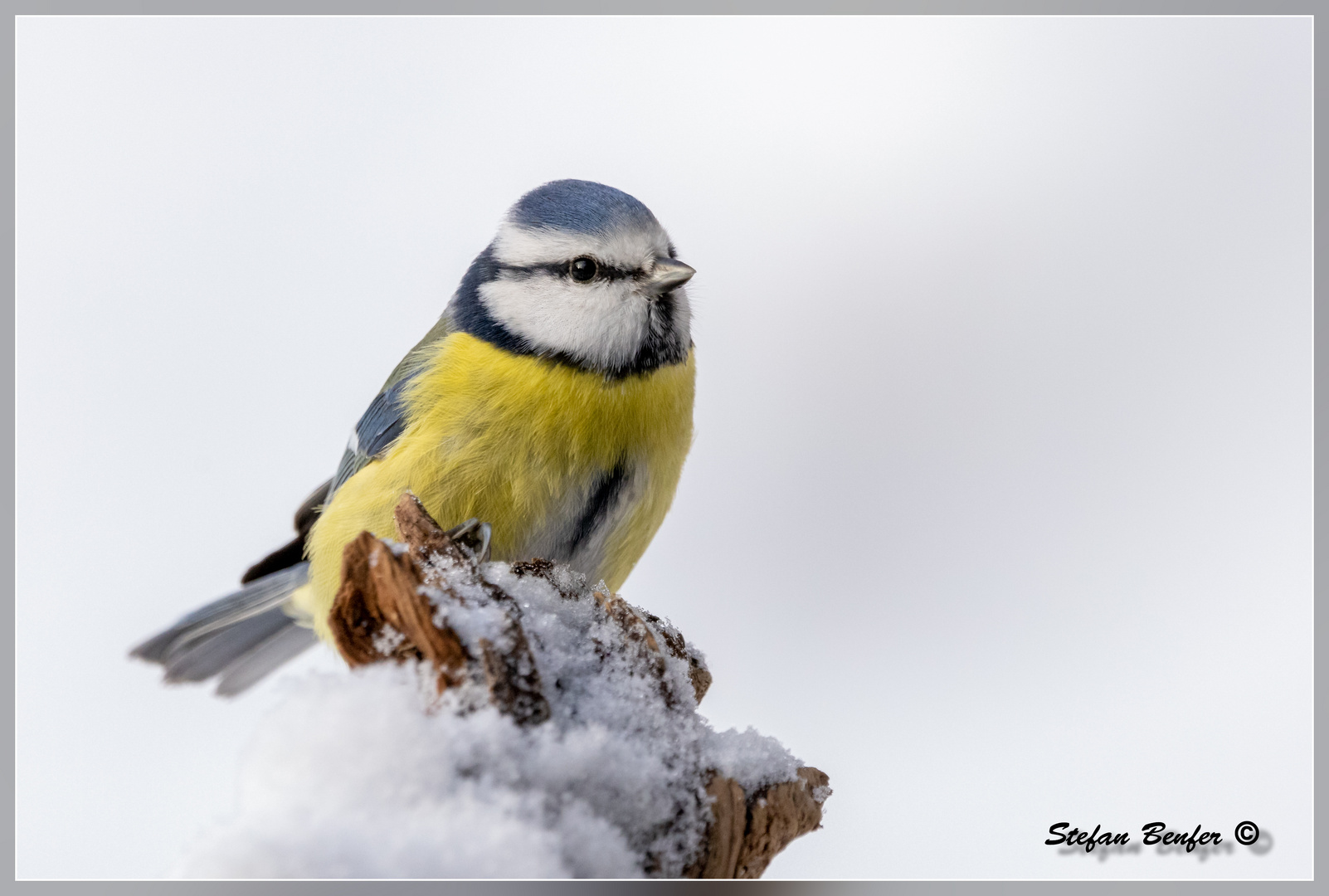 Blaumeise im Schnee