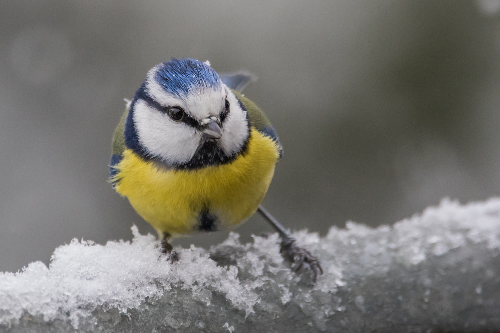 Blaumeise im Schnee