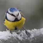 Blaumeise im Schnee