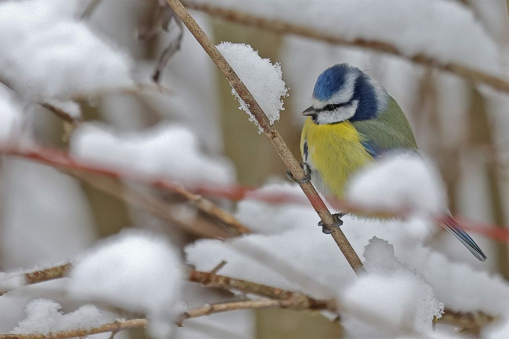 Blaumeise im Schnee