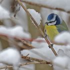 Blaumeise im Schnee