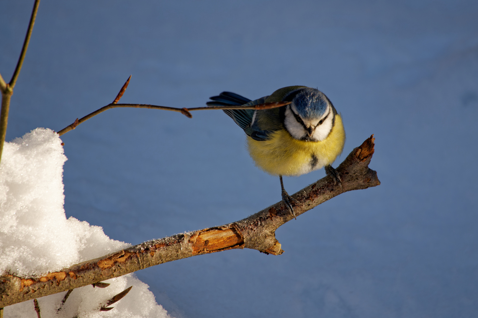 Blaumeise im Schnee