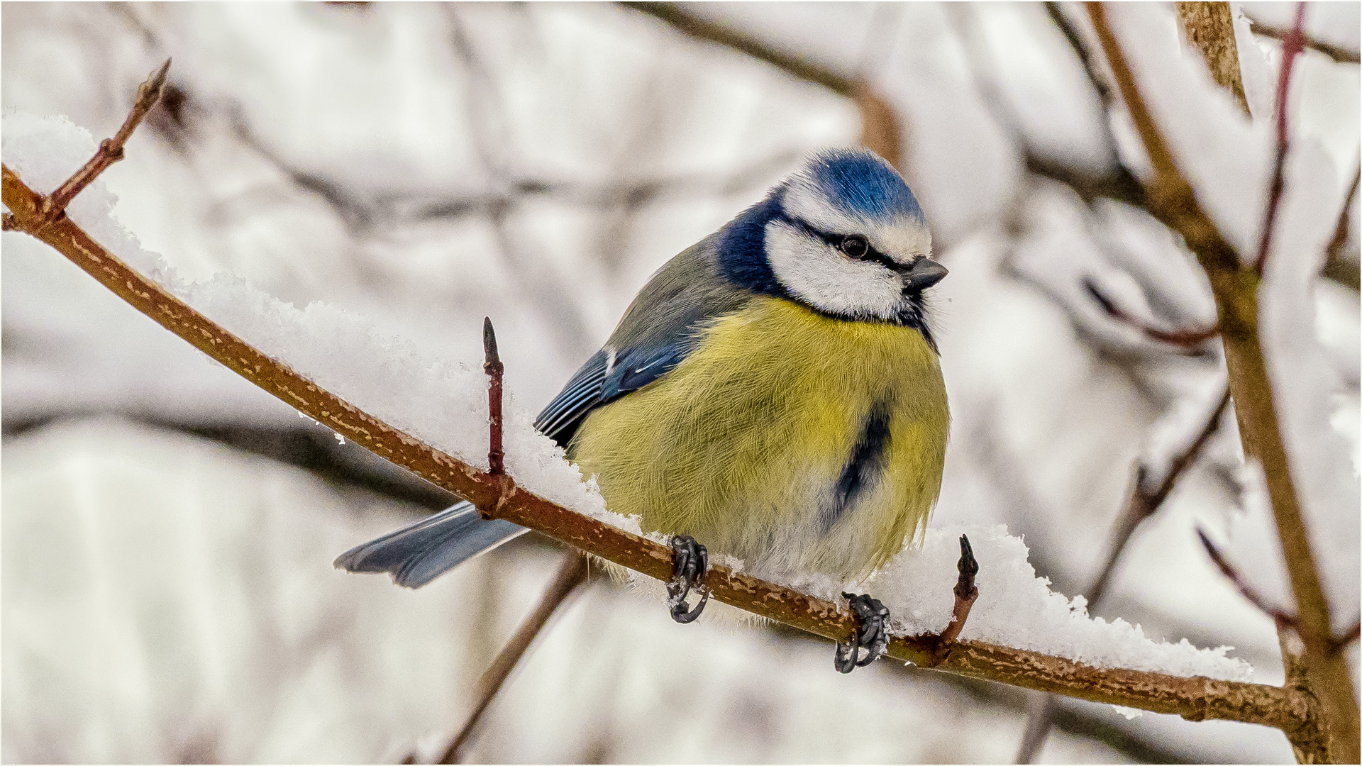 Blaumeise im Schnee