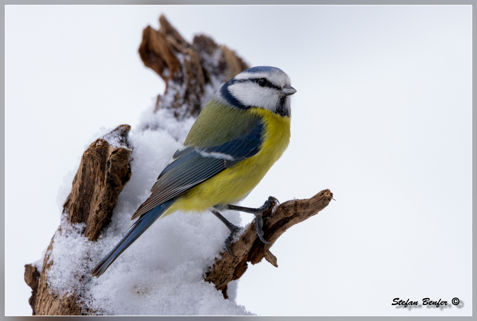 Blaumeise im Schnee 2