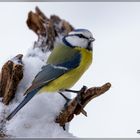 Blaumeise im Schnee 2