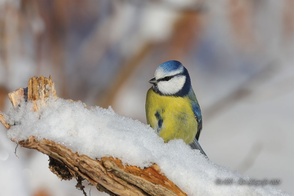 Blaumeise im Schnee