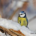 Blaumeise im Schnee