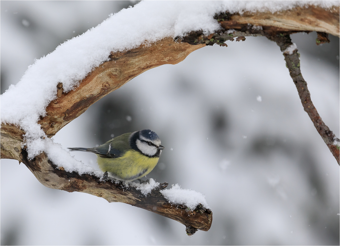 Blaumeise im Schnee