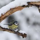 Blaumeise im Schnee