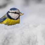 Blaumeise im Schnee