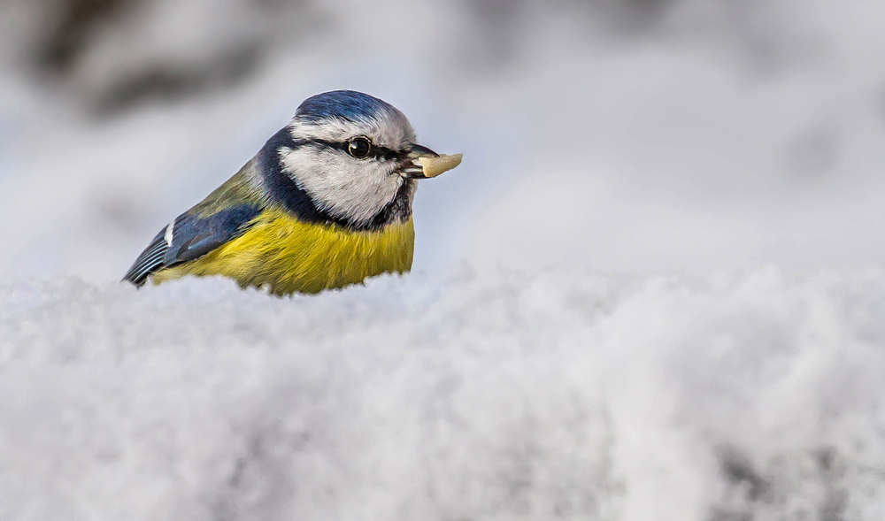 Blaumeise im Schnee