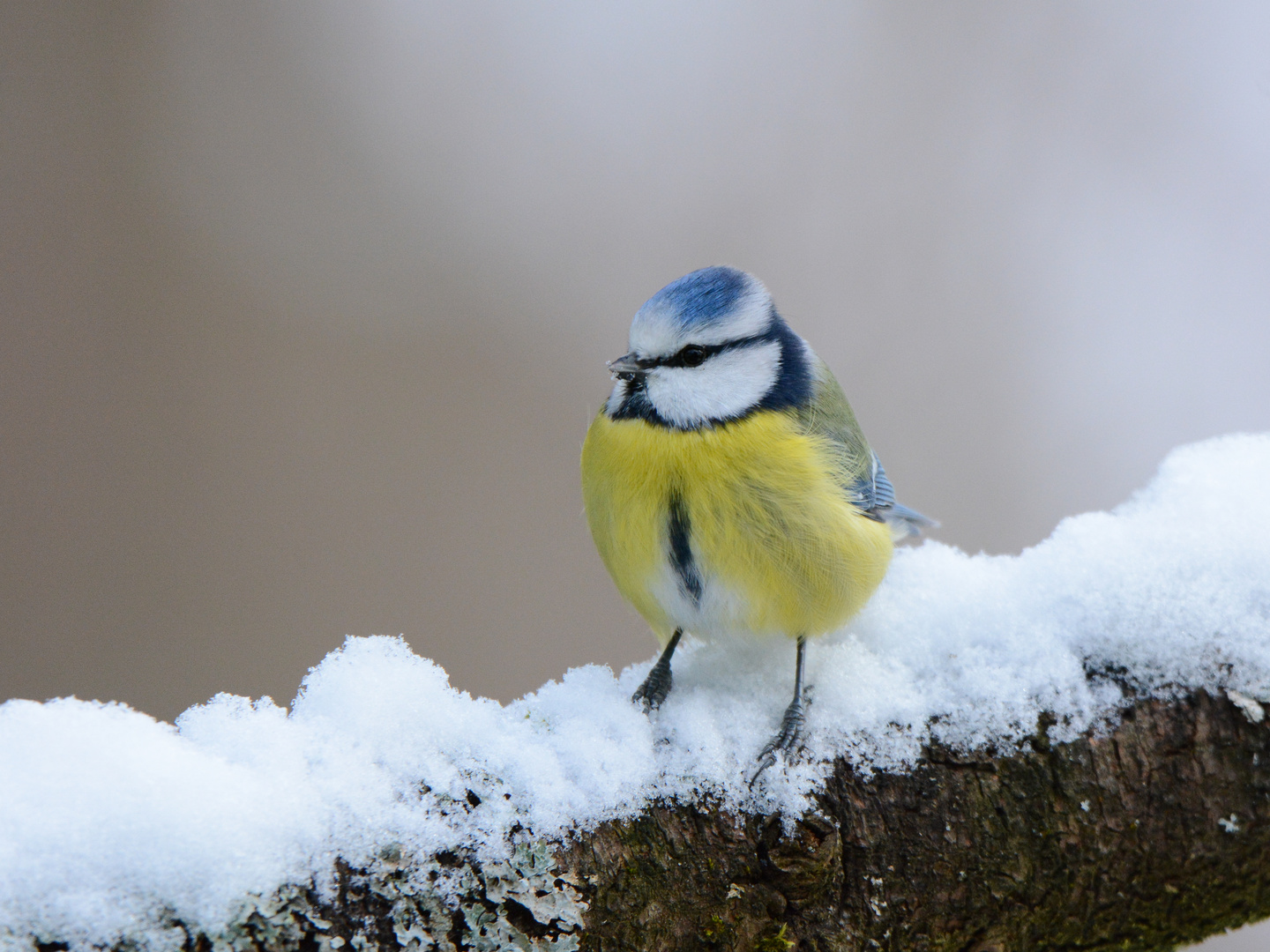 Blaumeise im Schnee