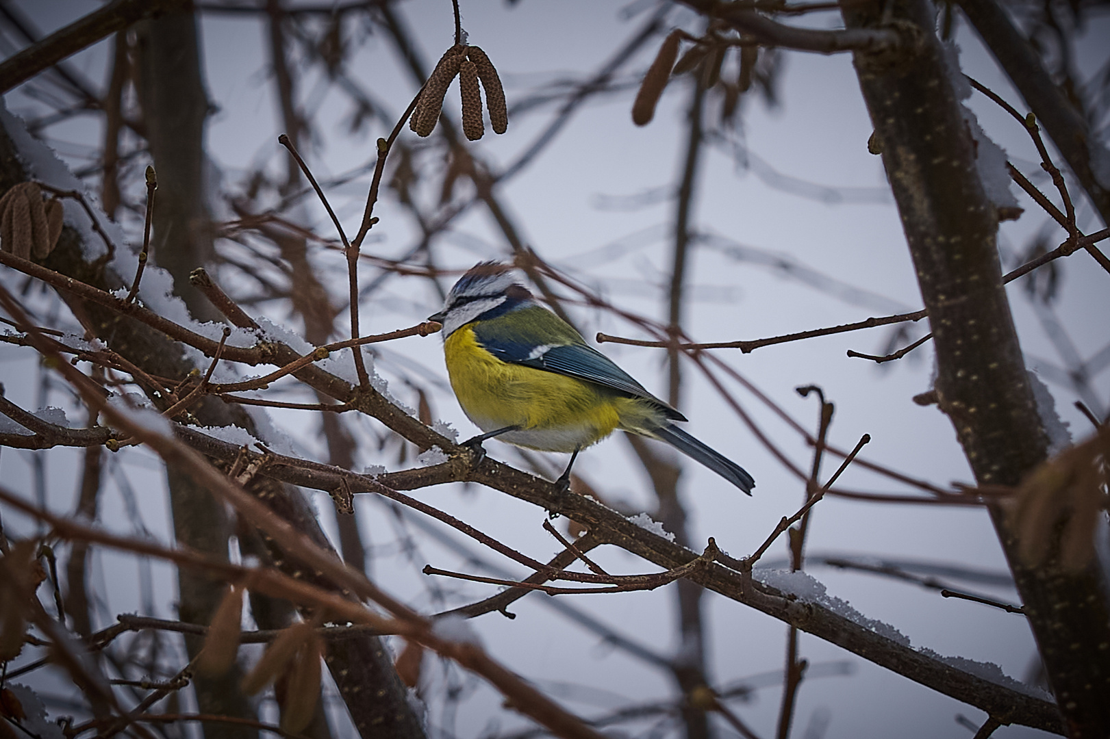 Blaumeise im Schnee