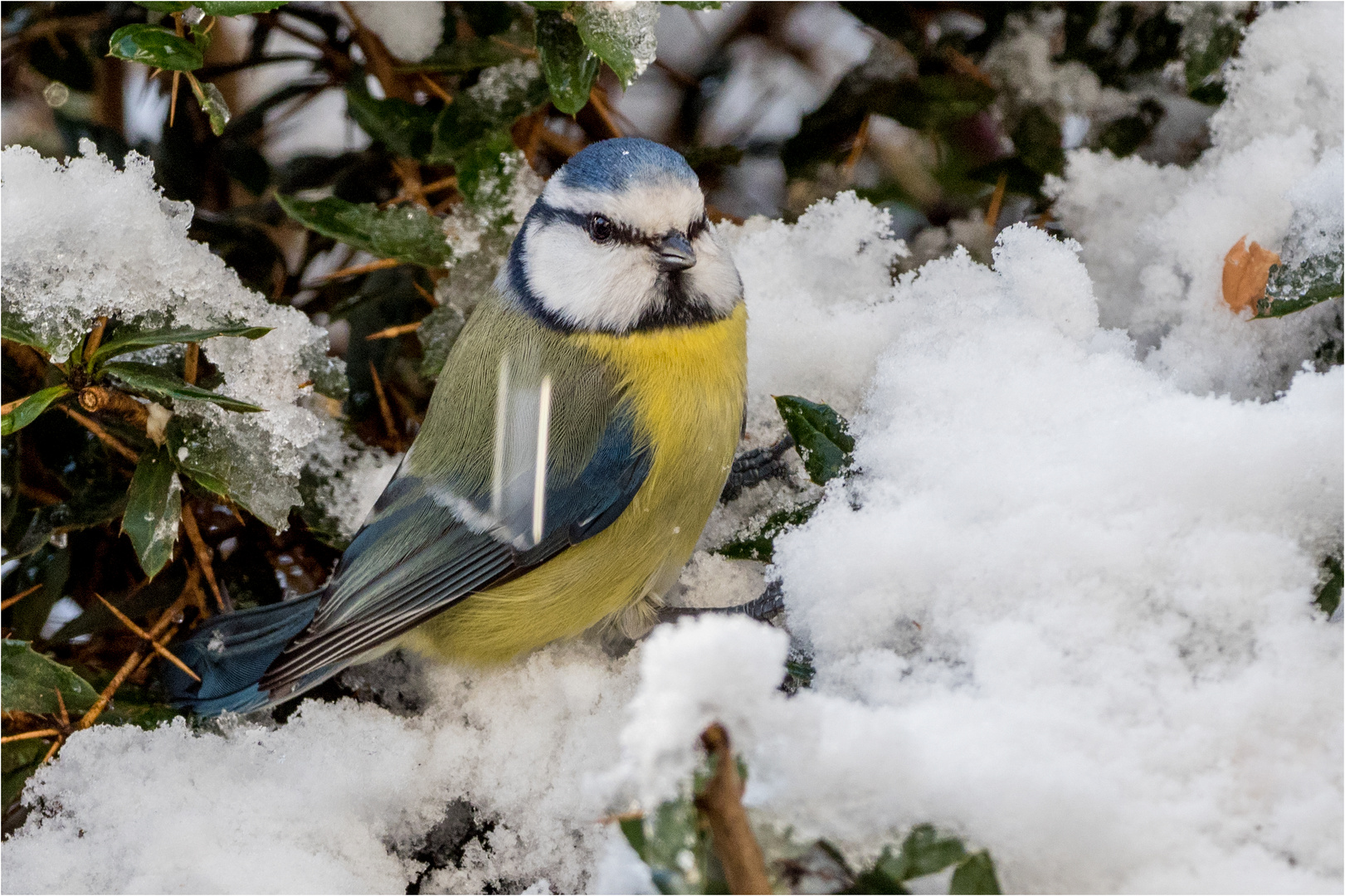 Blaumeise im Schnee  .....