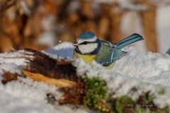 Blaumeise im Schnee