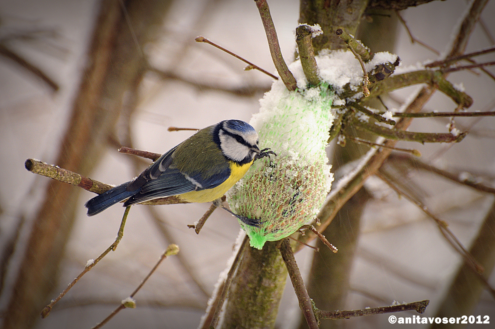 Blaumeise im Schnee