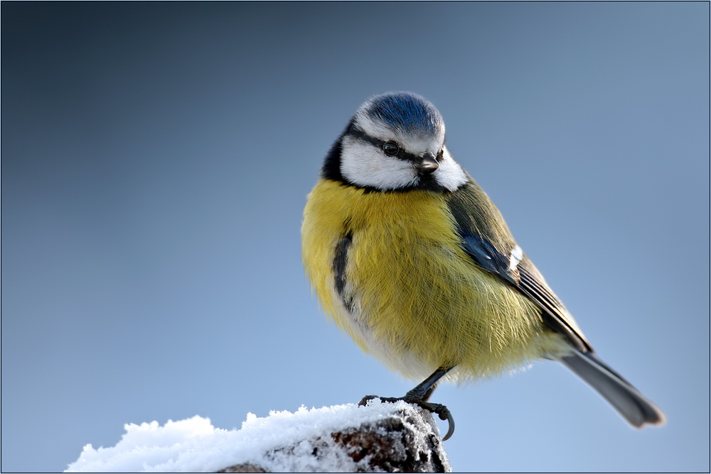 Blaumeise im Schnee