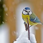 Blaumeise im Schnee