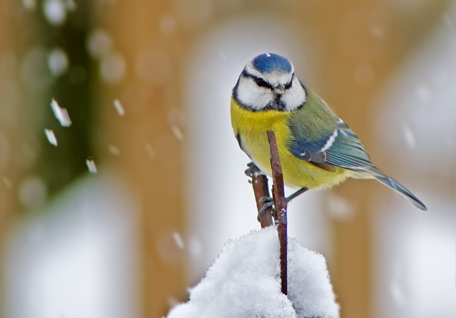 Blaumeise im Schnee