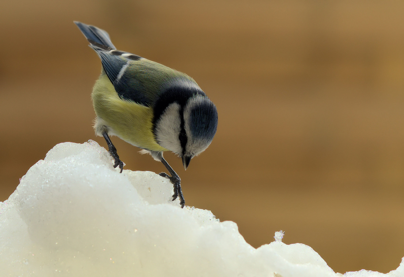 Blaumeise im Schnee