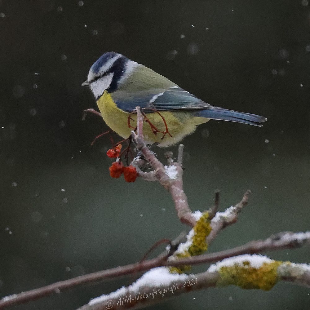 Blaumeise im Schnee