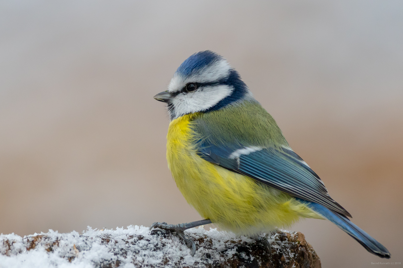 Blaumeise im Schnee