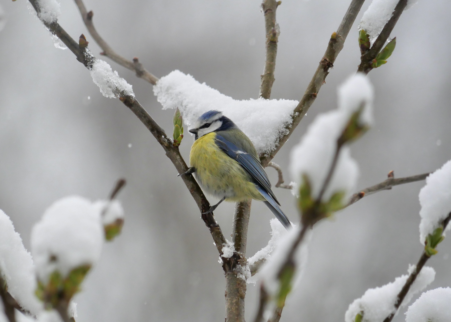 Blaumeise im Schnee 