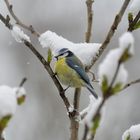 Blaumeise im Schnee 