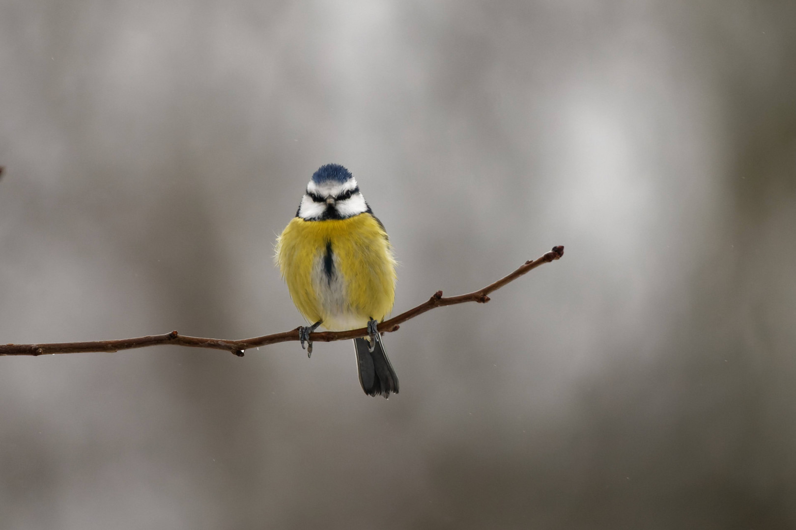 Blaumeise im Schnee