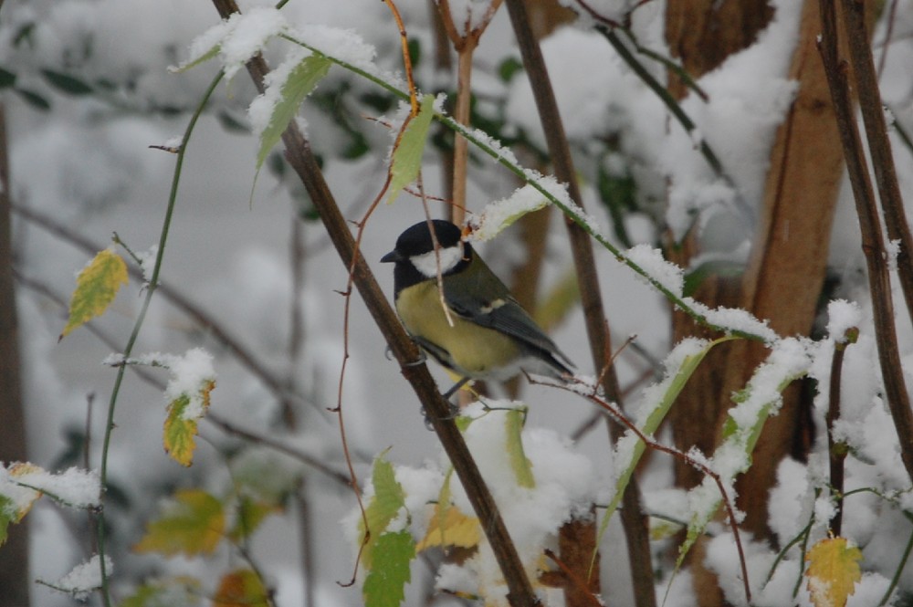 Blaumeise im Schnee