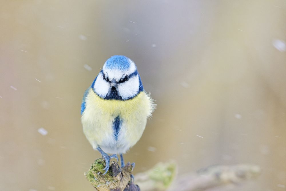 Blaumeise im Schneefall