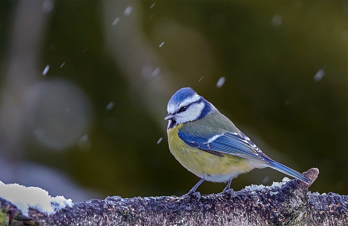 Blaumeise im Schneegestöber